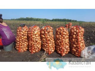 Картофель (товарной группы) Костанай