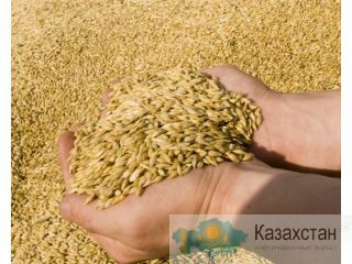 ЯЧМЕНЬ/ ЯЧМЕНЬ ПИВОВАРЕННЫЙ ЭКСПОРТ Алматы и Алматинская область