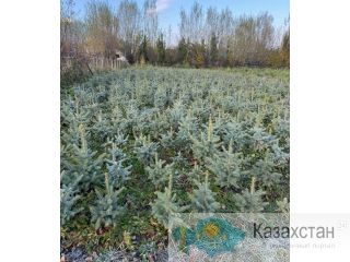 ЭЛИТНЫЕ ЕЛКИ НА ПРОДАЖУ Бишкек