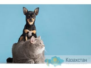 Перевозка собак и кошек из Казахстана в США и Канаду с Delivery Animal Астана