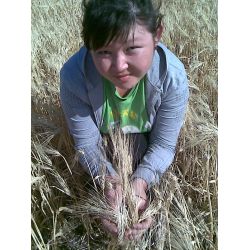 Алимова Алия Балтабаевна специалист с/х, эксперт качества зерна, агроном