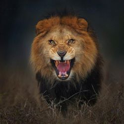 Джаймуханов Аманбек Джумабайулы Менеджер